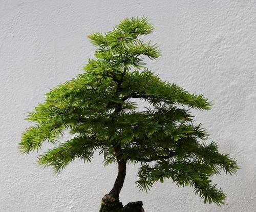 蓬莱松盆景的寓意与养护有哪些要点？
