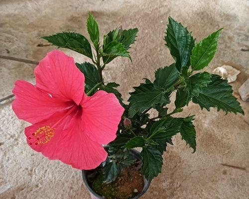 木槿花盆栽有哪些养护要点？