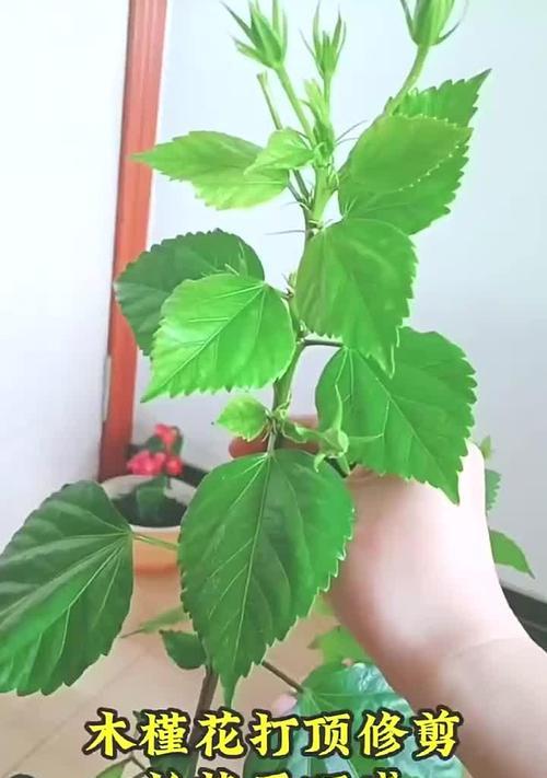 木槿花盆栽有哪些养护要点？