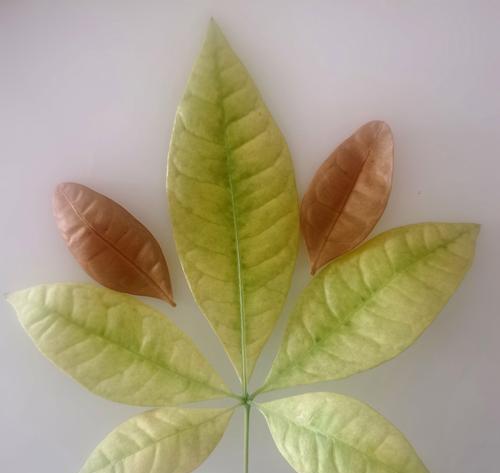 为什么说八种绿叶植物能让家美得不需花朵？