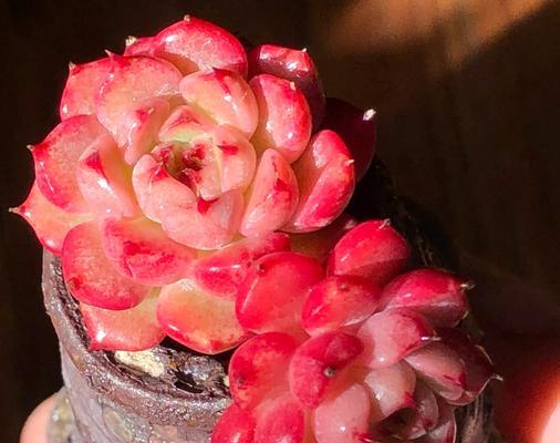 牡丹花养护指南？如何正确养护牡丹花？