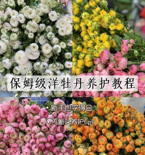 牡丹花养护指南？如何正确养护牡丹花？