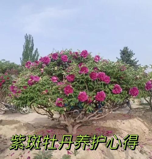 牡丹花养护指南？如何正确养护牡丹花？