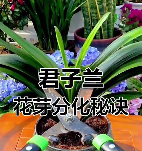 如何让君子兰在春天爆盆？
