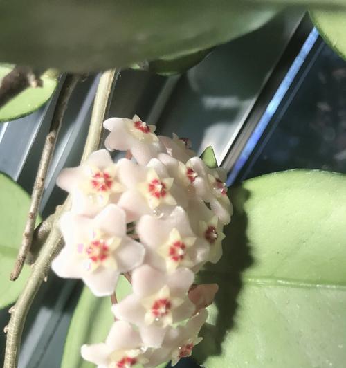 球兰长的是花芽吗？这个季节能否开花？