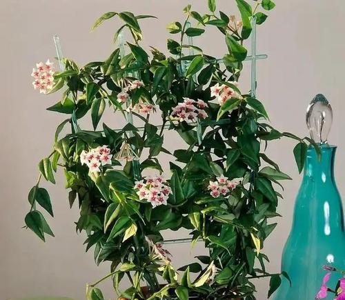 球兰长的是花芽吗？这个季节能否开花？