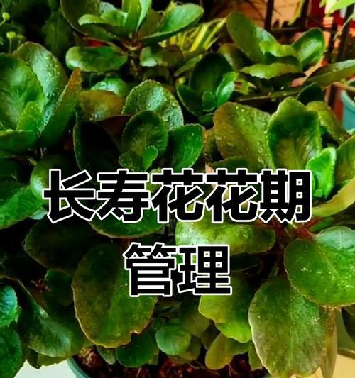 长寿花养护全攻略是什么？