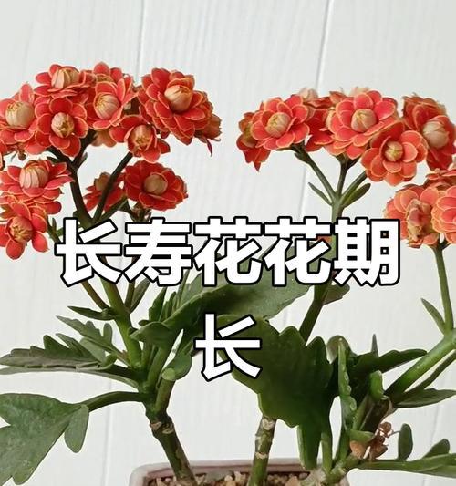 长寿花养护全攻略是什么？