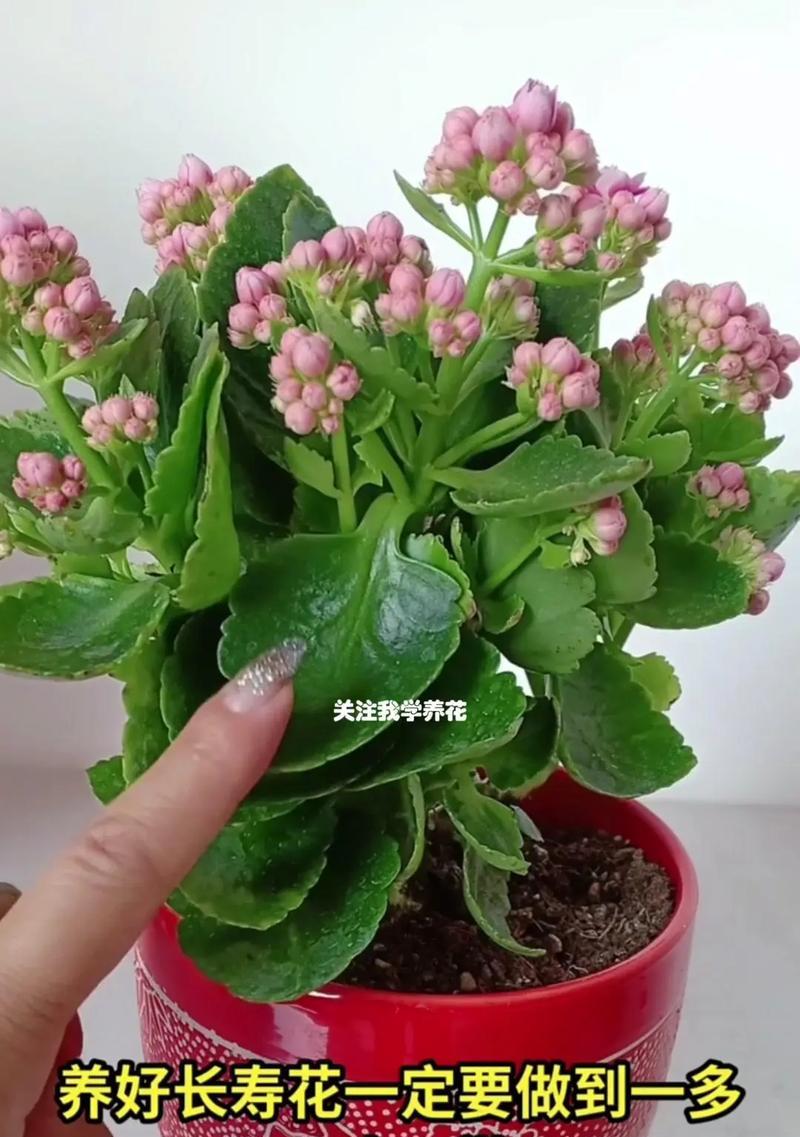 长寿花养护全攻略是什么？