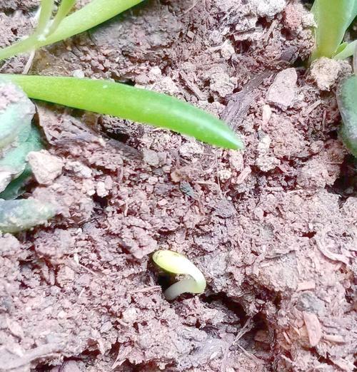 凤仙花播种后多久能开花？