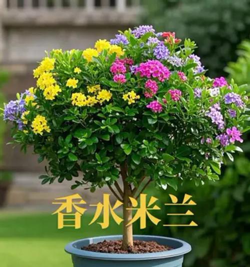 春天如何养米兰花？