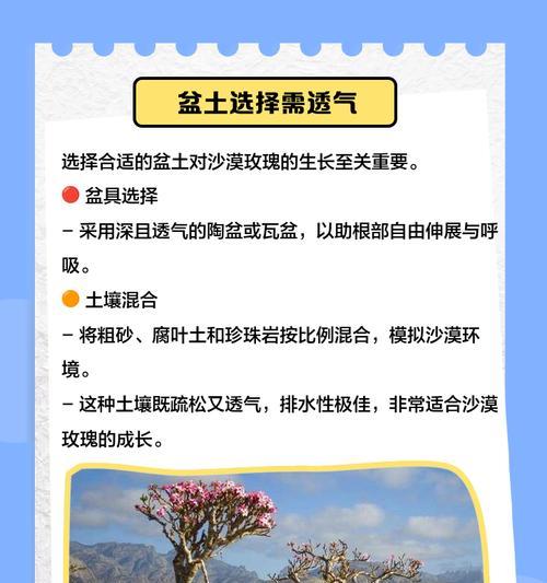 如何掌握沙漠玫瑰的养护秘诀？