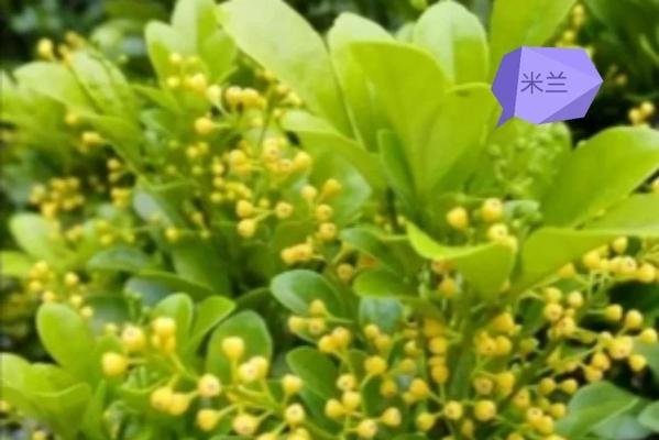 米兰开花少且无香味怎么办？
