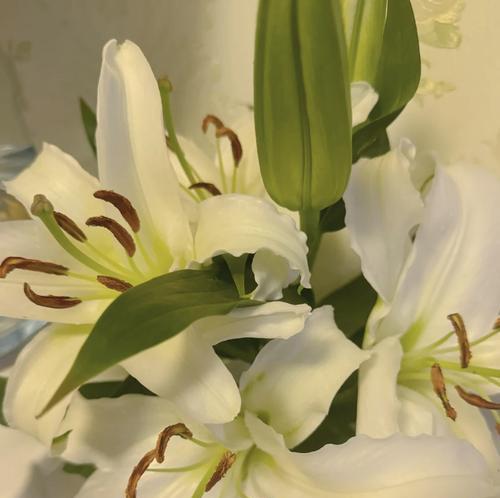 百合花象征什么？圣洁、吉祥与百年好合的寓意解析？