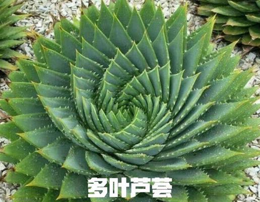 芦荟属于哪个科？芦荟的植物分类是什么？