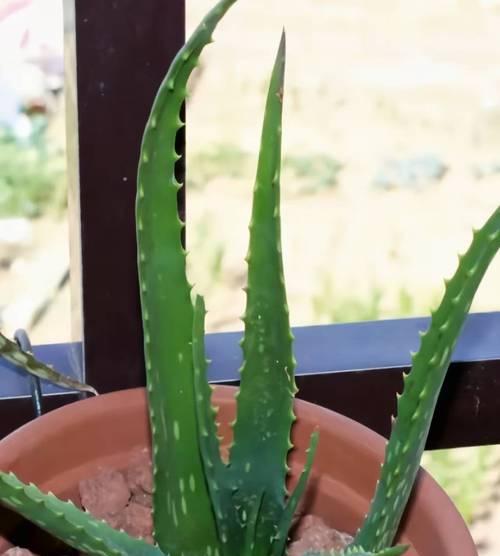 芦荟属于哪个科？芦荟的植物分类是什么？