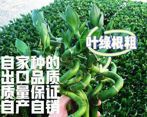 转运竹如何修剪才能长高？正确的修剪方法是什么？