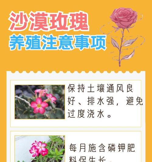家里养沙漠玫瑰怎么养护？有哪些养护秘籍？