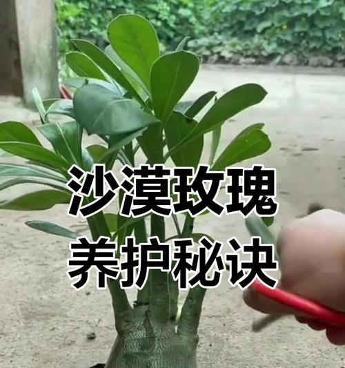 家里养沙漠玫瑰怎么养护？有哪些养护秘籍？