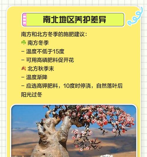 家里养沙漠玫瑰怎么养护？有哪些养护秘籍？