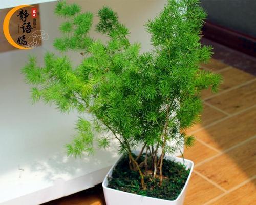 蓬莱松怎么养殖？有哪些养殖技巧？