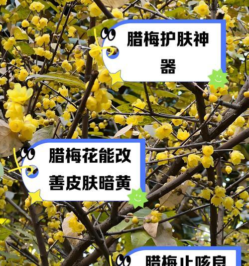 蜡梅与腊梅有什么区别？寒冬绽放的秘密是什么？