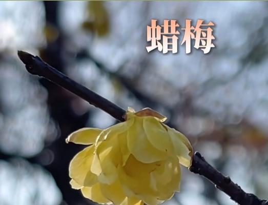 蜡梅与腊梅有什么区别？寒冬绽放的秘密是什么？