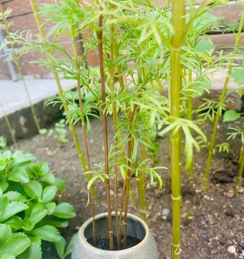 波斯菊需要疏苗吗？正确的种植方法是什么？