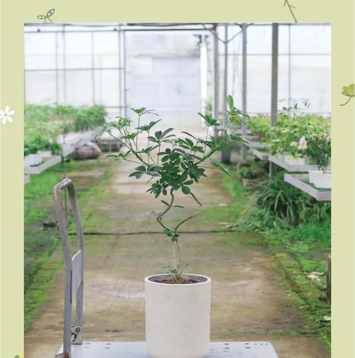鸭掌木怎么养殖？有哪些注意事项？