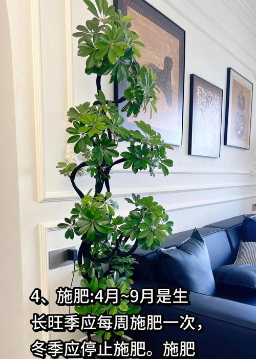 鸭掌木怎么养殖？有哪些注意事项？