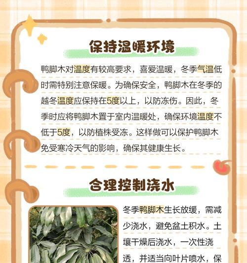 鸭掌木怎么养殖？有哪些注意事项？