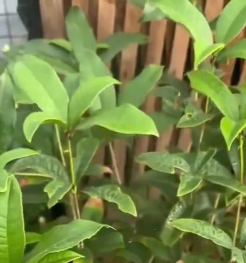 桂花结果常见吗？桂花结果的罕见现象是什么原因？