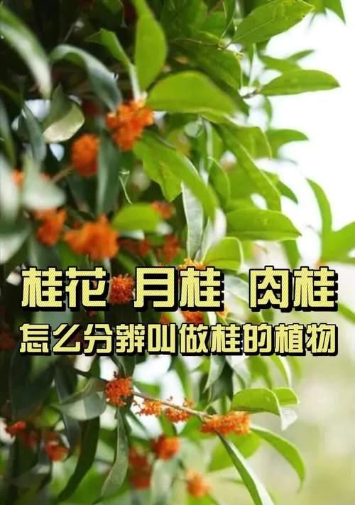 桂花结果常见吗？桂花结果的罕见现象是什么原因？