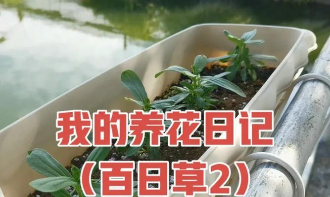 百日草需要什么肥料？施肥的注意事项有哪些？