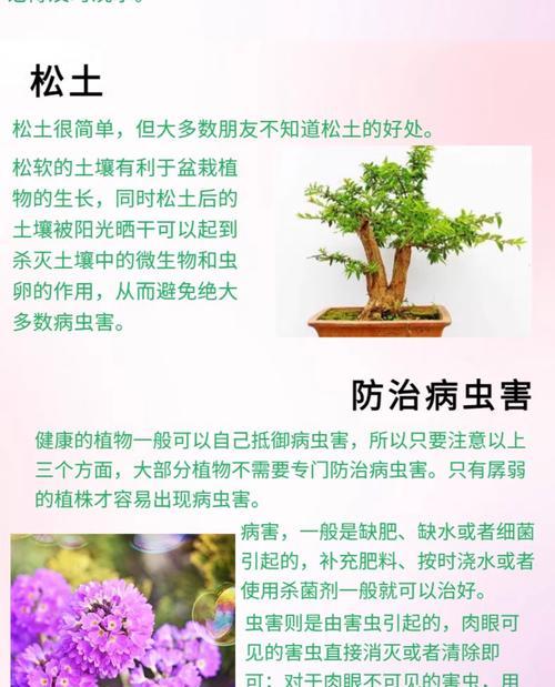 百日草需要什么肥料？施肥的注意事项有哪些？