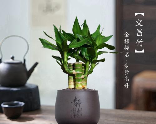 文昌竹是什么？如何进行文昌竹的养护？