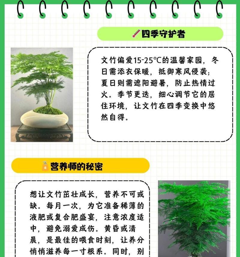 文昌竹是什么？如何进行文昌竹的养护？