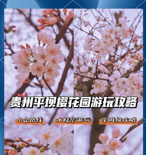 樱花什么时候开花？赏樱的最佳指南是什么？