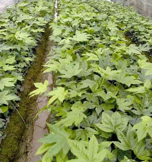 八角金盘是什么植物？它的特性和养护要点是什么？