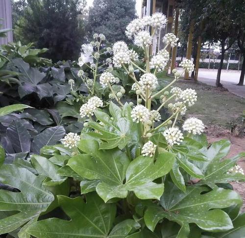 八角金盘是什么植物？它的特性和养护要点是什么？
