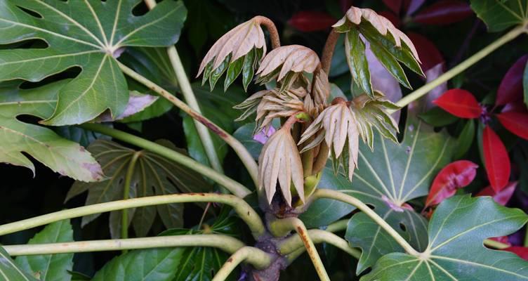八角金盘是什么植物？它的特性和养护要点是什么？