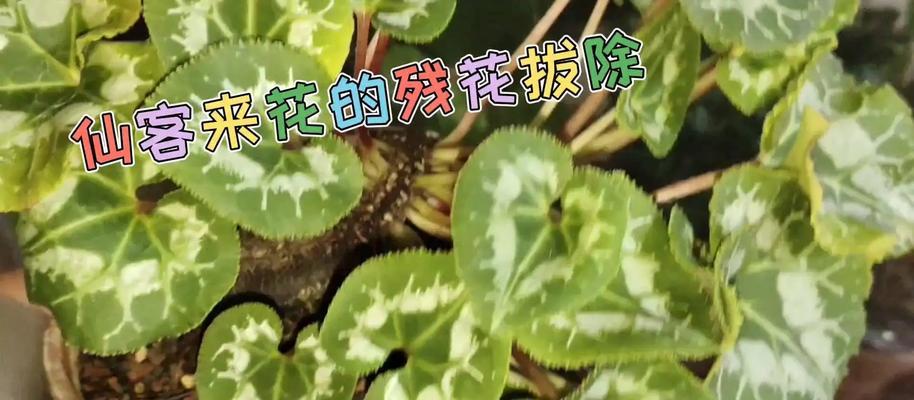 如何轻松爆盆仙客来？仙客来的养护攻略是什么？