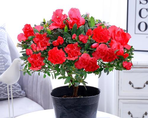 如何在室内养好盆栽杜鹃？花开艳丽的秘诀是什么？