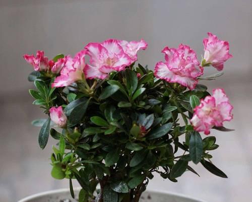 如何在室内养好盆栽杜鹃？花开艳丽的秘诀是什么？