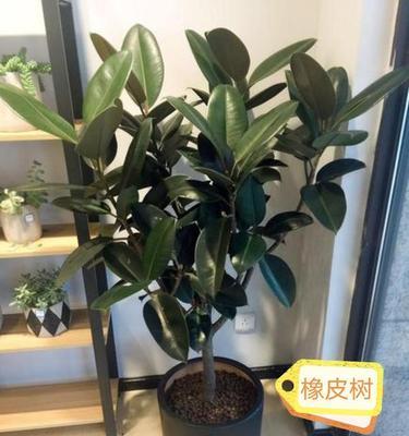 橡皮树有哪些品种？如何进行品种盘点？
