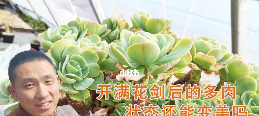碧桃扦插的最佳时间和方法是什么？