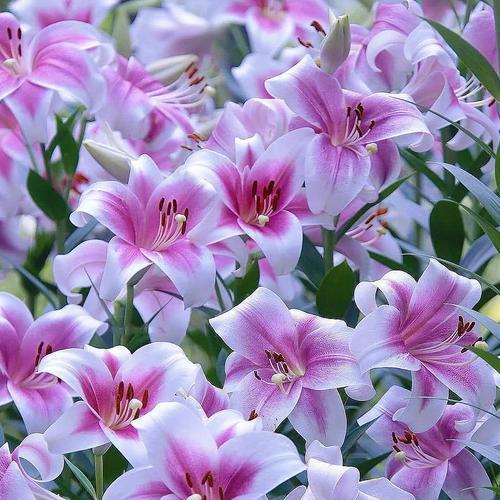 百合花象征着什么？如何养护才能保持其纯洁与高雅？
