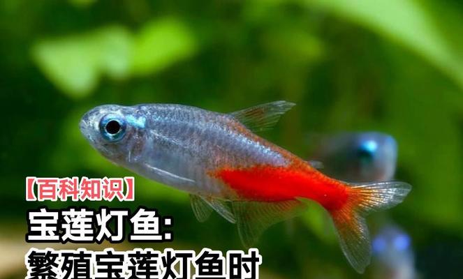 鱼类繁殖有哪些方式？如何进行有效繁殖？