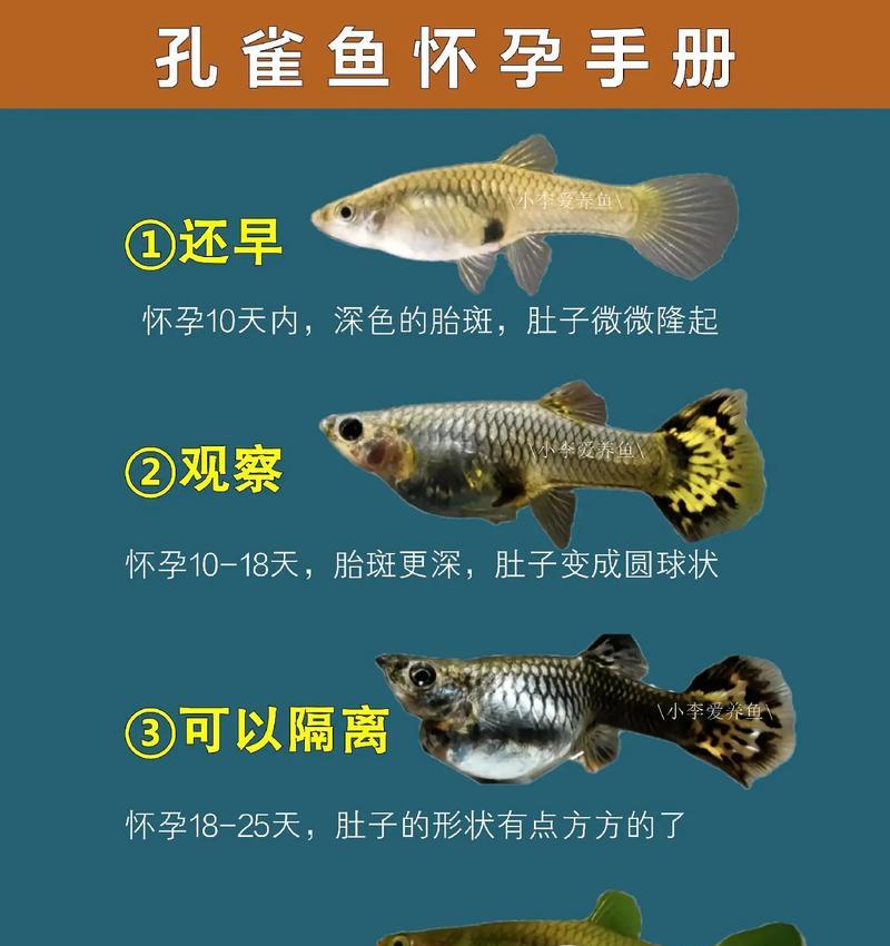 鱼类繁殖有哪些方式？如何进行有效繁殖？