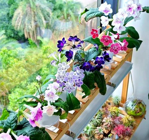 低光照环境下适合种植哪些花卉？如何进行养护？